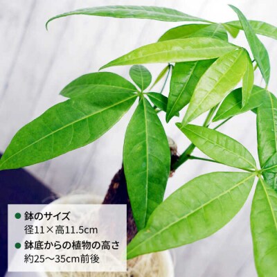発財樹『パキラ』moneytree糸島市/cocoha[AWB026]