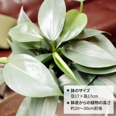 シルバーリーフが美しい『フィロデンドロン・シルバーメタル』糸島市/cocoha[AWB029]