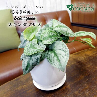 シルバーグリーンの斑模様が美しい『スキンダプサス』糸島市/cocoha観葉植物[AWB030]