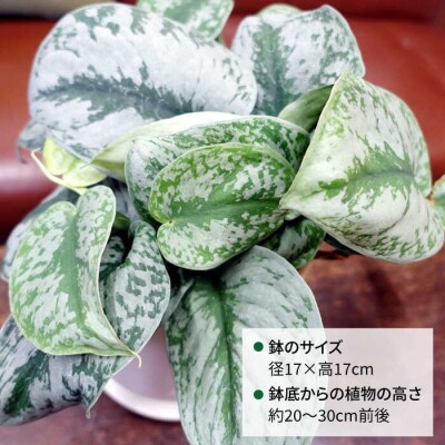 シルバーグリーンの斑模様が美しい『スキンダプサス』糸島市/cocoha観葉植物[AWB030]