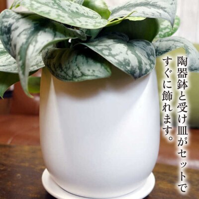 シルバーグリーンの斑模様が美しい『スキンダプサス』糸島市/cocoha観葉植物[AWB030]