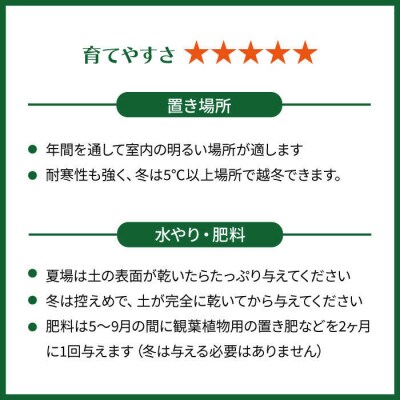 シルバーグリーンの斑模様が美しい『スキンダプサス』糸島市/cocoha観葉植物[AWB030]
