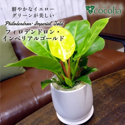 鮮やかなイエローグリーン『フィロデンドロン・インペリアルゴールド』cocoha[AWB031]