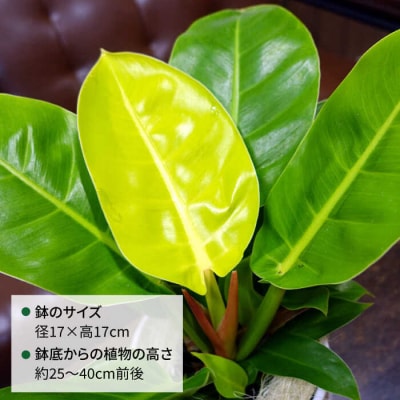 鮮やかなイエローグリーン『フィロデンドロン・インペリアルゴールド』cocoha[AWB031]