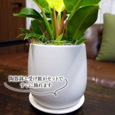 鮮やかなイエローグリーン『フィロデンドロン・インペリアルゴールド』cocoha[AWB031]