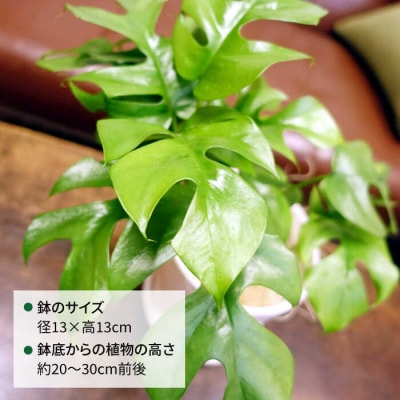 葉に切れ込みが入ったモンステラの小型品種『ヒメモンステラ』糸島市/cocoha[AWB034]