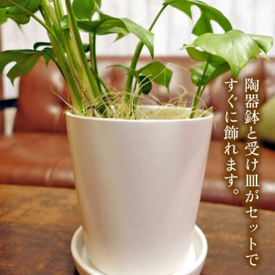 葉に切れ込みが入ったモンステラの小型品種『ヒメモンステラ』糸島市/cocoha[AWB034]