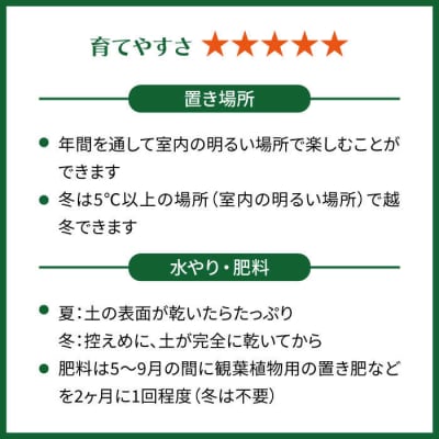 葉に切れ込みが入ったモンステラの小型品種『ヒメモンステラ』糸島市/cocoha[AWB034]