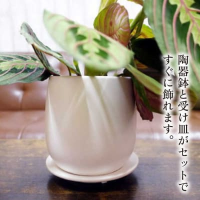 マランタ・レウコネウラ・エリトロネウラ(ボスタス) 糸島市/cocoha[AWB035]