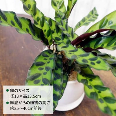 葉模様が独特 『カラテア・ランシフォリア (インシグニス)』 糸島市/cocoha[AWB037]