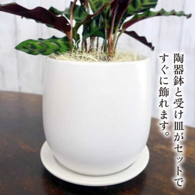 葉模様が独特 『カラテア・ランシフォリア (インシグニス)』 糸島市/cocoha[AWB037]