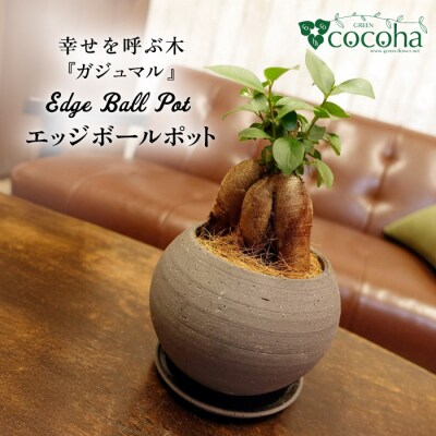 幸せを呼ぶ木『ガジュマル』　エッジボールポット 糸島市 / cocoha [AWB038]