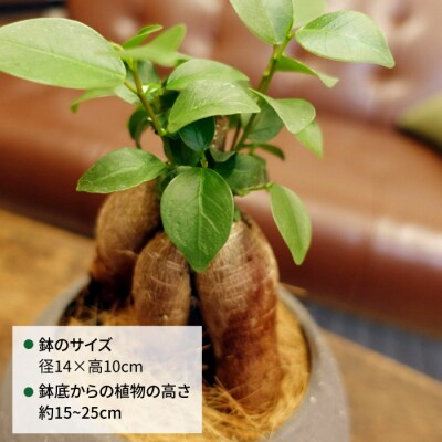幸せを呼ぶ木『ガジュマル』　エッジボールポット 糸島市 / cocoha [AWB038]