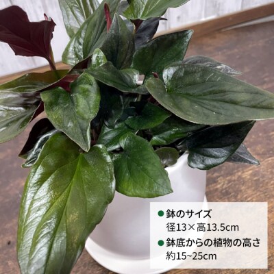 濃緑と赤紫のコントラストが美しい　シンゴニウム・チョコレート 糸島市 [AWB039]