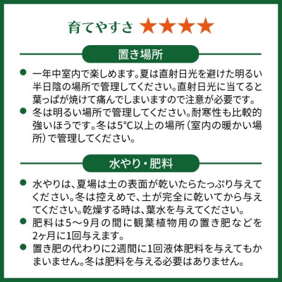 濃緑と赤紫のコントラストが美しい　シンゴニウム・チョコレート 糸島市 [AWB039]