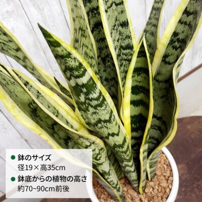 マイナスイオン発生 サンセベリア・ローレンチー大 スリムポットL 糸島市 [AWB040]
