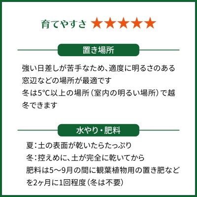 観葉植物『ハオルチア・オブツーサ』 糸島市 cocoha [AWB043]