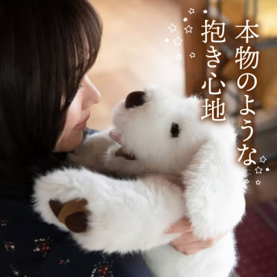 パトランの白(通称:シロラン)糸島市/科学工房未來[AYI003]