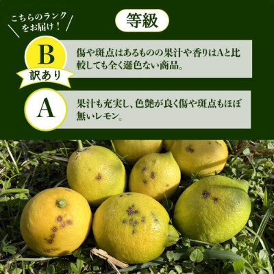 【防腐剤・ワックス不使用 訳あり】糸島れもんB3kg(30個前後)株式会社糸島れもん[AYL002]