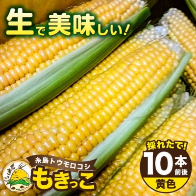糸島産 トウモロコシ「もきっこ」黄(10本前後) 糸島市/内田農業[AZH001]