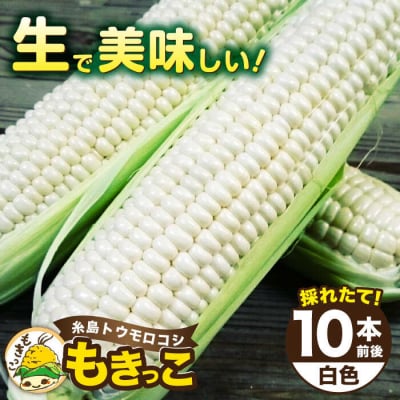 糸島産 トウモロコシ「もきっこ」白(10本前後)糸島市/内田農業[AZH002]