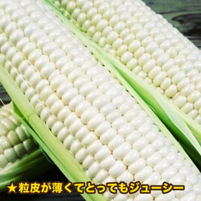 糸島産 トウモロコシ「もきっこ」白(10本前後)糸島市/内田農業[AZH002]