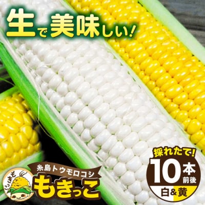 糸島産 トウモロコシ「もきっこ」白黄ミックス(10本前後)糸島市/内田農業[AZH003]