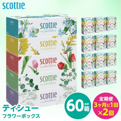 【定期便】 ティッシュ 250組 60箱  フラワーボックス スコッティ 全2回_186-6566