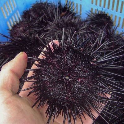 先行受付【花光】淡路島の至極ウニ!天然黒ウニ(板入6枚)【無添加・ミョウバン不使用・期間/数量限定】