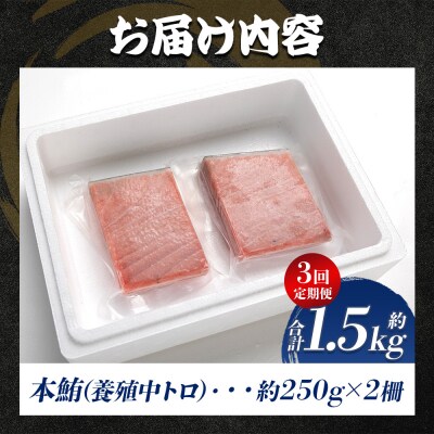 【3回定期便】中トロ 本マグロ柵 約250g 2冊 合計1.5kg 養殖 本マグロ Woo-0023