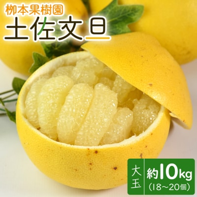 【先行申込】土佐文旦 10kg 大玉18～20玉 高知 栁本果樹園の文旦 yg-0008
