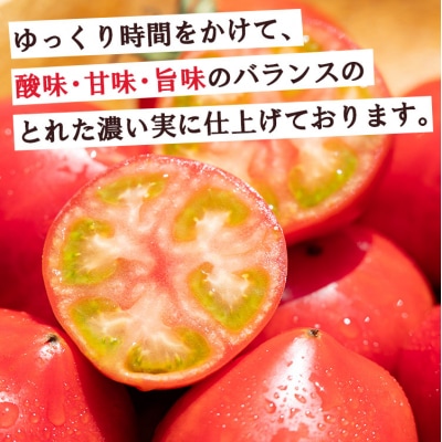 【先行受付】野菜ソムリエが育てた 家庭用 フルーツトマト 計3kg(500g×6袋) mj-0022