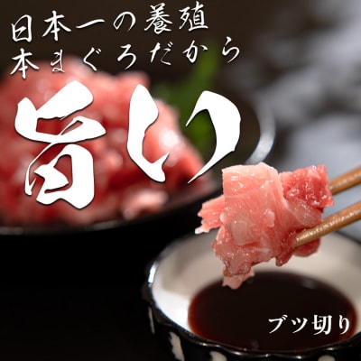 【高知県産 養殖本マグロ】ブツ切り300g マグロ丼 黒潮本まぐろ 小分け柵 急速冷凍 最優秀賞受賞