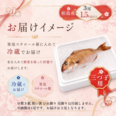 お食い初め 真鯛 3尾 三つ子 1.5kg以上 尾頭付き 鯛 3匹 真空パック 祝い鯛 100日祝い