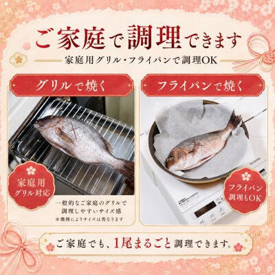 お食い初め 真鯛 2尾 双子 1kg以上 尾頭付き 鯛 2匹 真空パック 祝い鯛 100日祝い