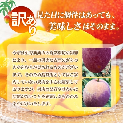 【自家用】完熟マンゴー 1玉(約350g)《2027年6月中旬順次発送》【先行受付】