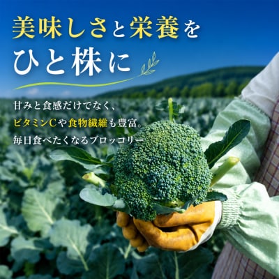 ブロッコリー 5株 Lサイズ【令和8年産】