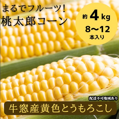 最高糖度25度超え 瀬戸内朝採り 生でおいしい  とうもろこし 桃太郎コーン 約4kg(8～12本)