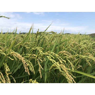 【ふるさと納税】ななつぼし「氷点の舞」10Kg(5kg×2袋)