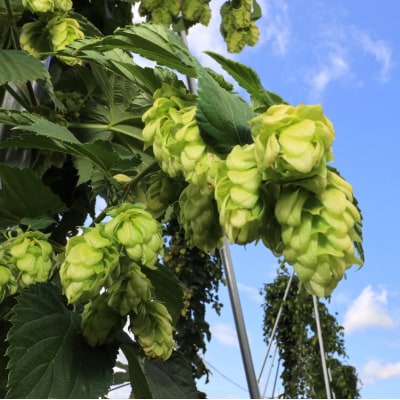 (先行予約)わっさむクラフトビール(Some What Hop)3本