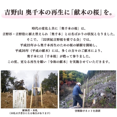 桜苗木(シロヤマザクラ)2本(吉野山への桜植樹)