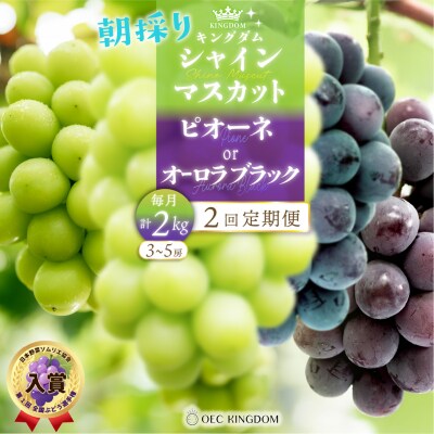 2回 定期便 ピオーネ オーロラブラック シャインマスカット(毎月計2kg発送) [21F7006]