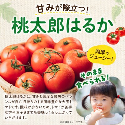 【先行受付9月上旬以降発送】トマト農家が本気で作る「秋トマト」4Kg_Y165-0003