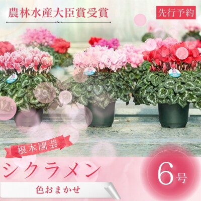 【2026年 先行予約】シクラメン 色おまかせ 6号 | 花ギフト 鉢植 根本園芸 aj011-ac