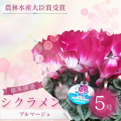 【2026年 先行予約】シクラメン プルマージュ 5号 | 花ギフト 根本園芸 aj006-aa