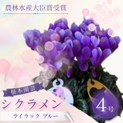 【2026年 先行予約】シクラメン ライラック 4号 | 花ギフト 贈答 根本園芸 aj016-aa