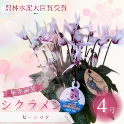 【2026年 先行予約】シクラメン ピーコック 4号 | 花ギフト 贈答 根本園芸 aj015-aa