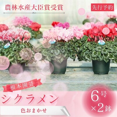 【2026年 先行予約】シクラメン 色おまかせ 6号×2鉢 | 花ギフト 根本園芸 aj011-ad