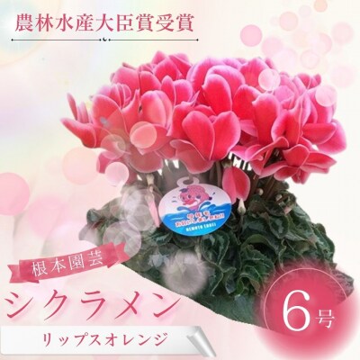 【2026年 先行予約】シクラメン リップスオレンジ 6号 | 花ギフト 根本園芸 aj008-ab