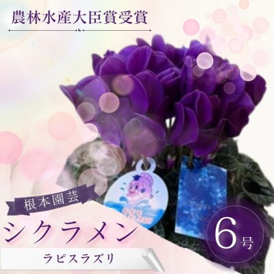【2026年 先行予約】シクラメン ラピスラズリ 6号 | 花ギフト 根本園芸 aj007-ab